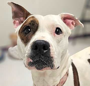 Photo of Patches