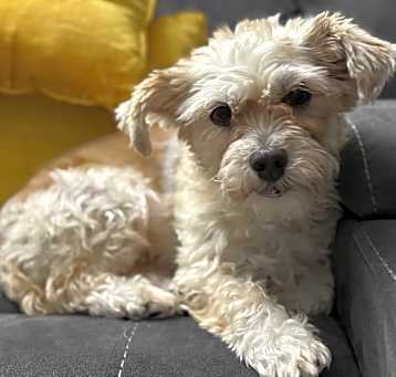 Photo of Abby