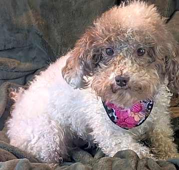 Photo of Shila