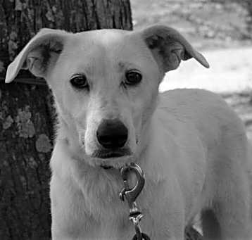Photo of Dolly