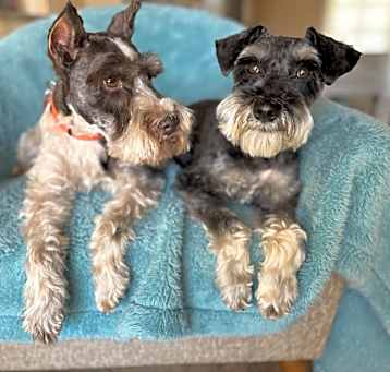 Photo of TOBY & TEDDY (pair)