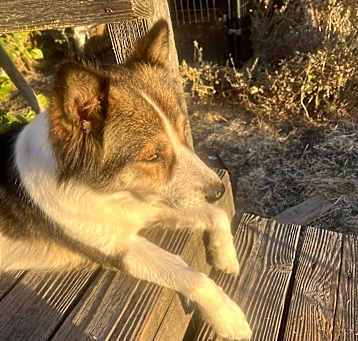 Photo of Layla