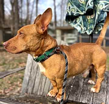 Photo of Bobble