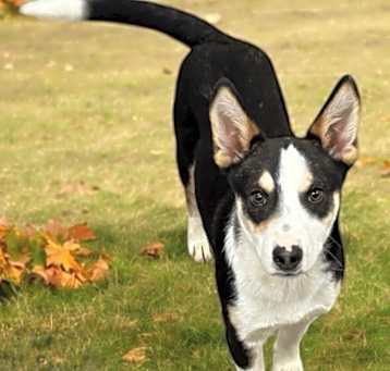 Photo of Collie Mix Curtis