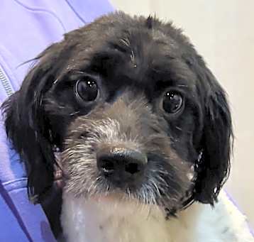 Photo of Paxton POOCHON