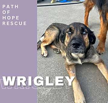 Photo of Wrigley