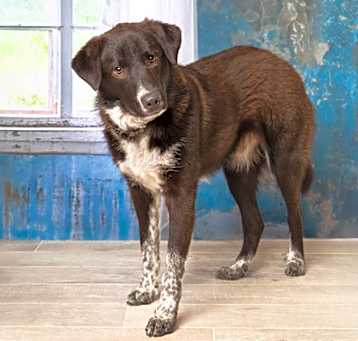 Photo of Diesel