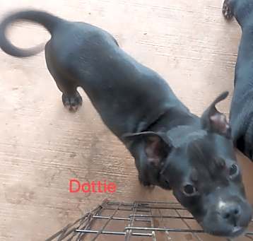 Photo of Dottie Rose