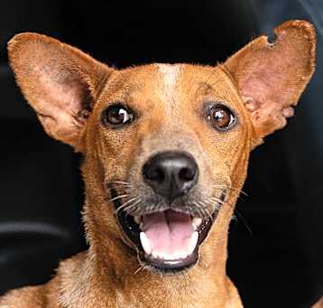 Photo of Houston (Soi Dog)