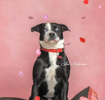 Photo of Harlow