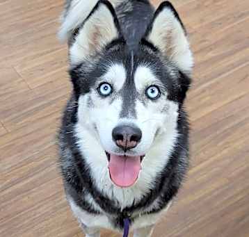 Photo of Dutchess