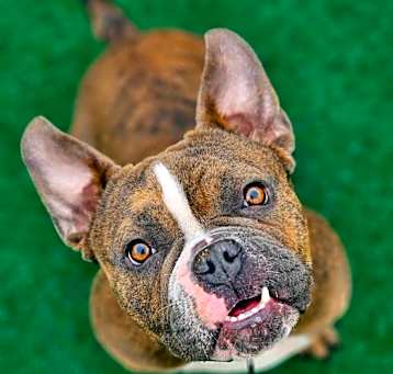 Photo of Shorty