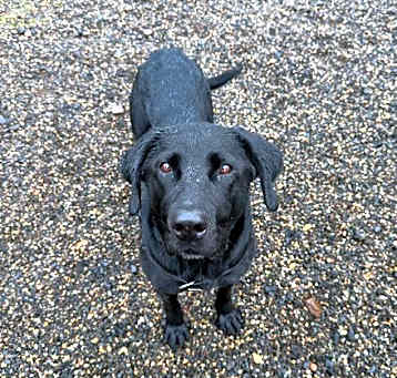 Photo of Lucy