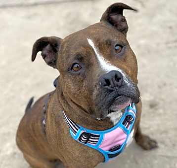 Photo of 2503-0855 Zoey