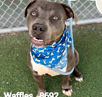 Photo of Waffles (809)