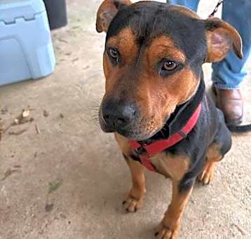 Photo of Maximus