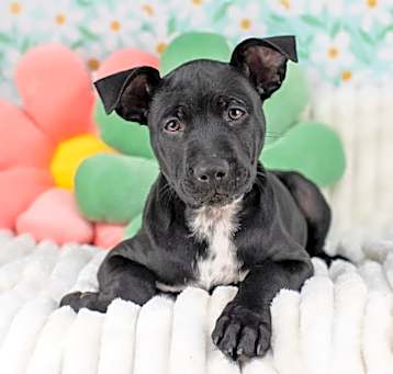 Photo of Putter