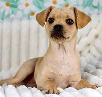 Photo of Red Stripe