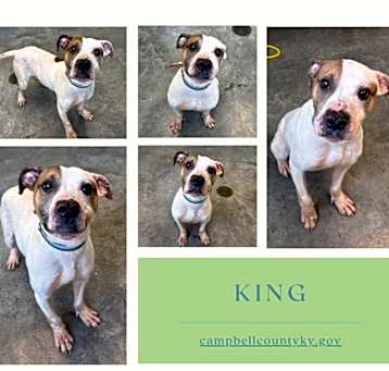 Photo of King