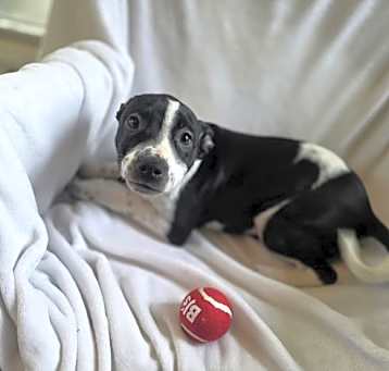 Photo of Mandy (NY-Shari)
