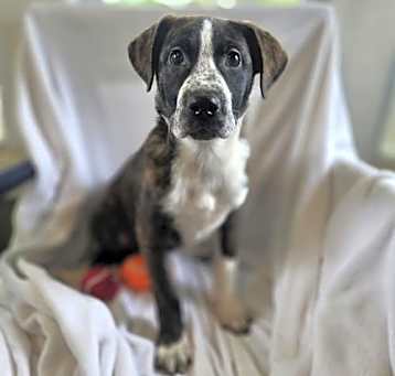 Photo of Mav (NY-Shari)