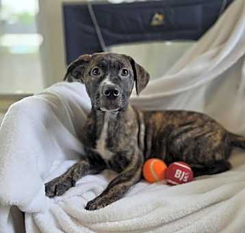 Photo of Moose (NY-Shari)