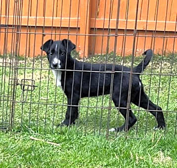 Photo of Parsley (NY-Emily)