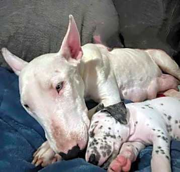 Photo of Cindy's Pups