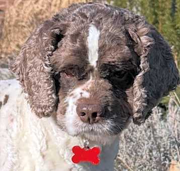 Photo of Bandit Wayne