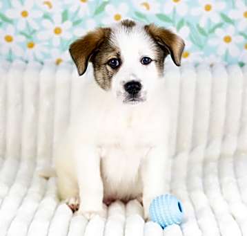 Photo of Tweed