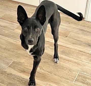 Photo of Bodhi