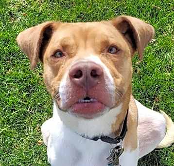 Photo of Odie