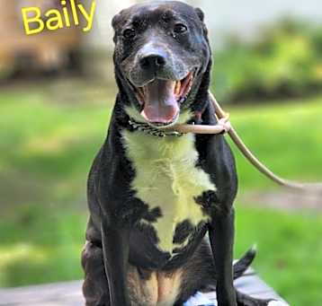 Photo of Bailey