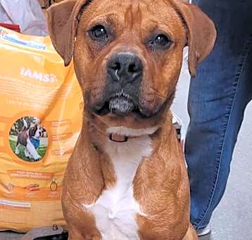 Photo of Pumba