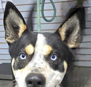 Photo of Auggie