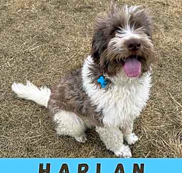 Photo of Harlan