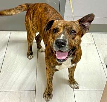 Photo of Brutus