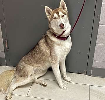Photo of Shasta