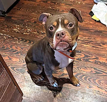 Photo of Duke