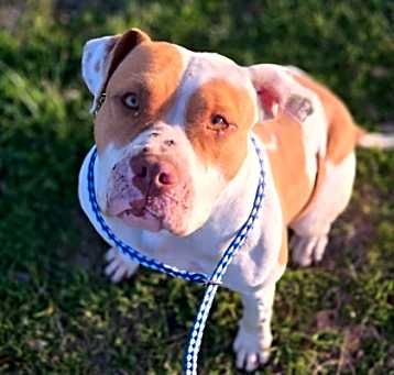 Photo of Della (Big Red)