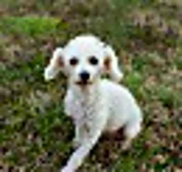 Photo of Honey