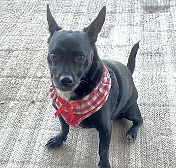 Photo of Miss Betty Boop