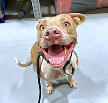 Photo of Sweet Smiley Girl the Cuddly Faithful Friend