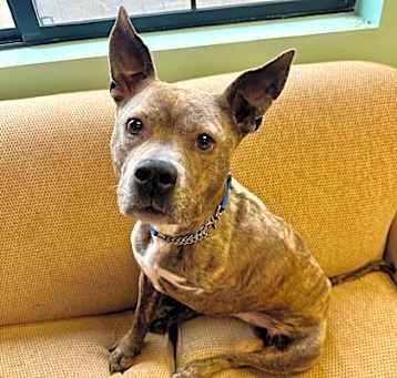 Photo of Comet *IN FOSTER*