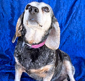 Photo of Vivian the Beagle