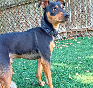 Photo of Brutus