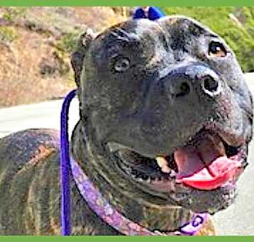 Photo of Buddy