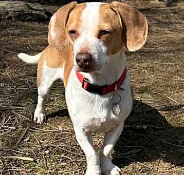 Photo of Arlo