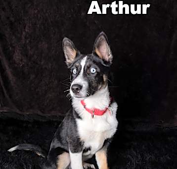 Photo of Arthur
