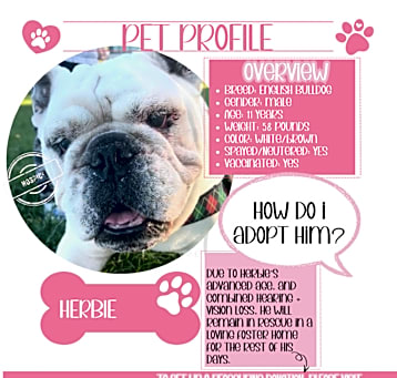 Photo of Herbie-Not accepting applications